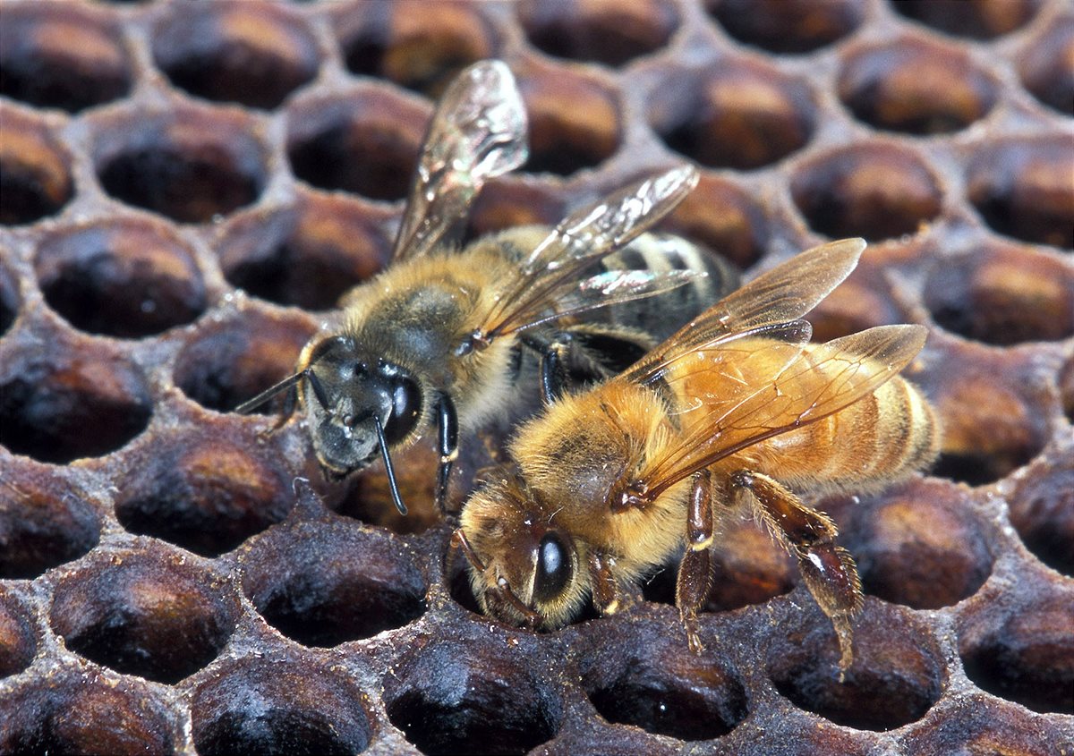 Arikanische und europäische Honigbiene