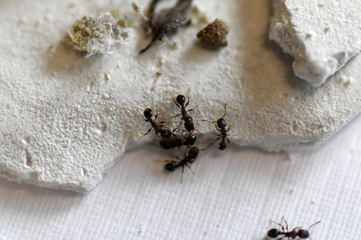 Untersuchte Ameisen