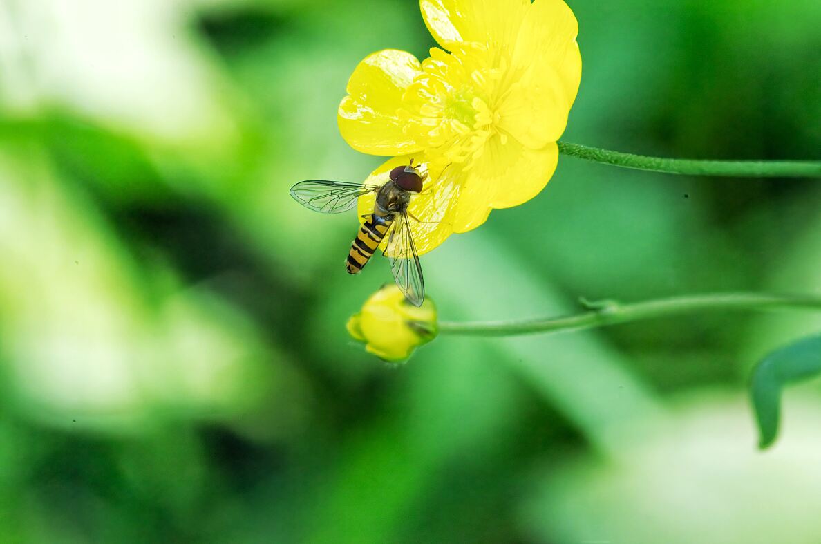 Hainschwebfliege