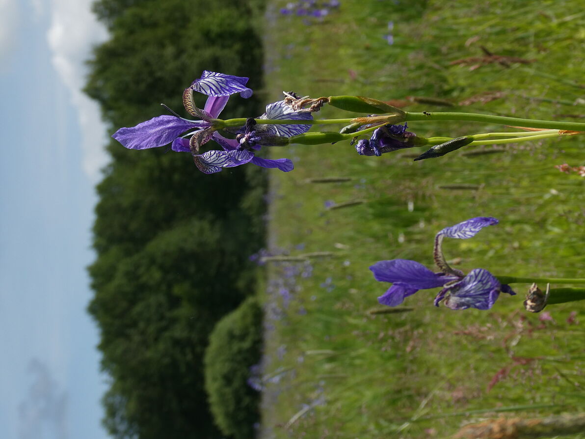 Sibirien-Schwertlilie (Iris sibirica)