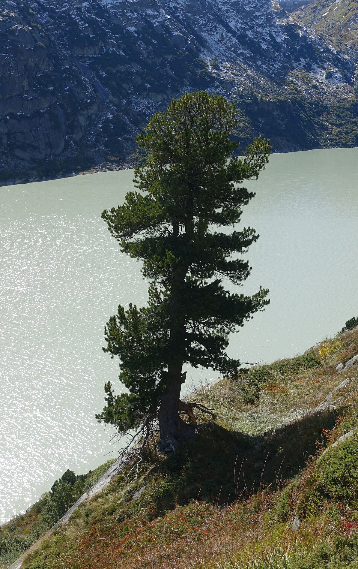 Lebende Zirbe am Grimselsee, Schweiz