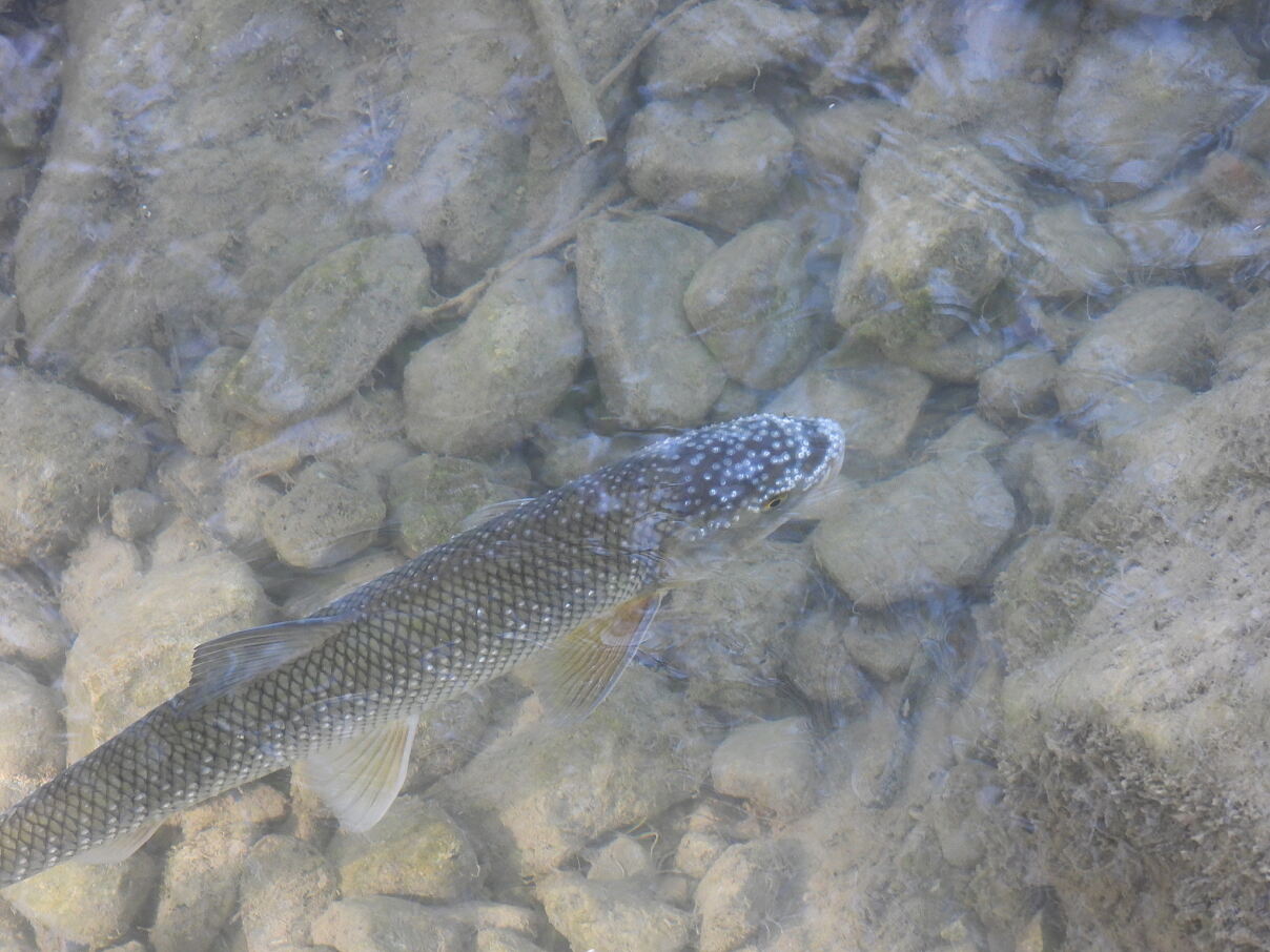 Perlfisch
