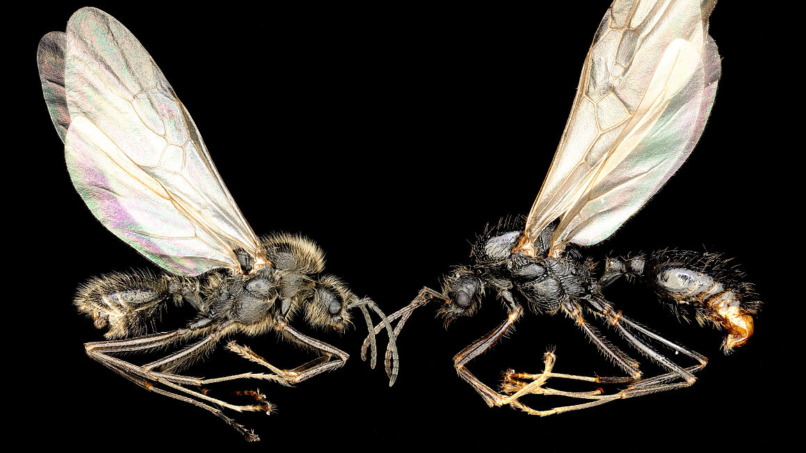 Ameisen_messor_ibericus