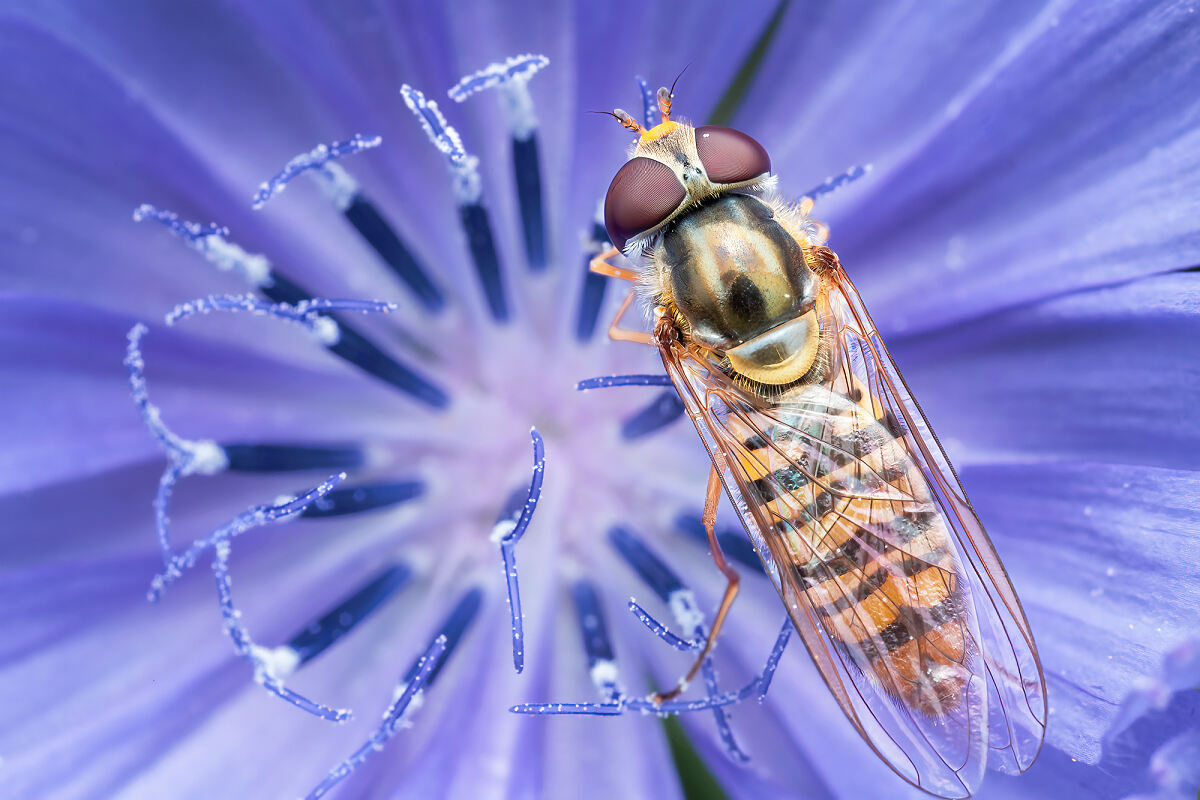 Hainschwebfliege