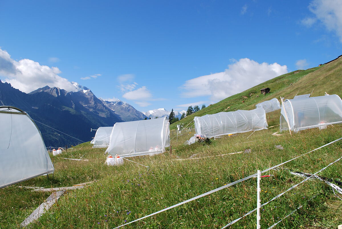 Versuchsfläche im Tiroler Stubaital