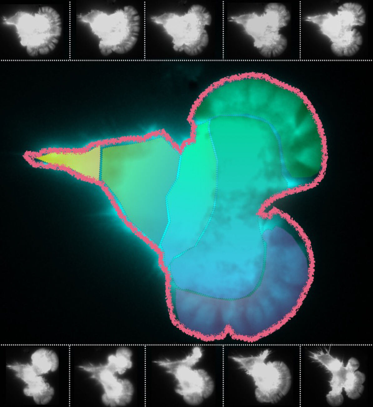 Immunzelle in Bewegung