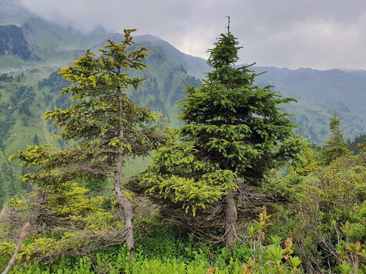 Infizierte und gesunde Fichte 