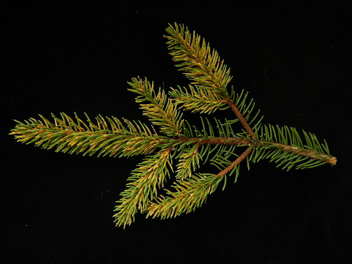 Befall mit Fichtennadelblasenrost